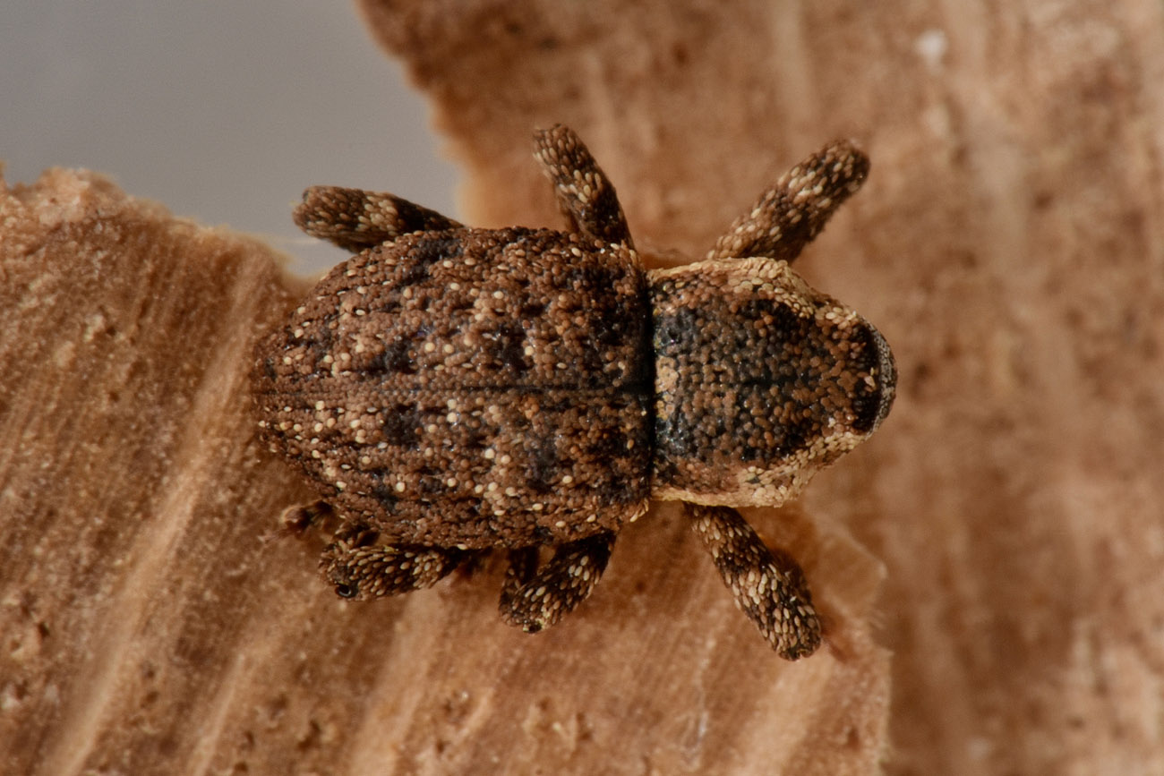 Curculionidae: Kyklioacalles  solarii?  S !